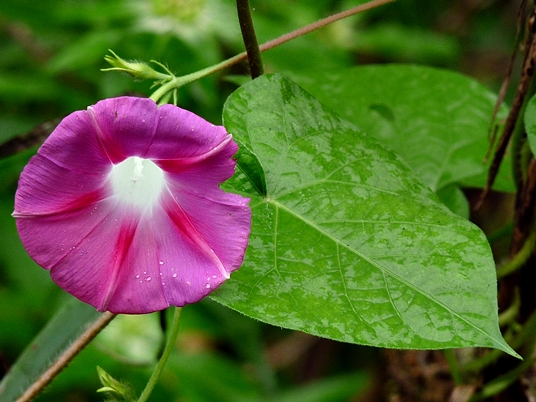 {Ipomoea purpurea}